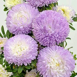 Астра Балун Сильвер Блю