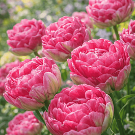 Тюльпан Махровый Up pink