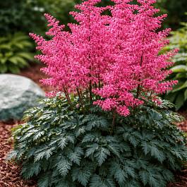 Астильба Арендса Hard Rock