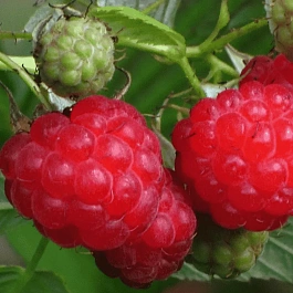 Малина обыкновенная Солнышко