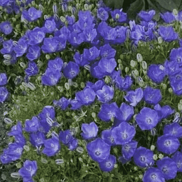 Колокольчик  карпатский Pearl Deep Blue