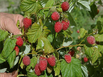 Малина традиционная Рубиновая