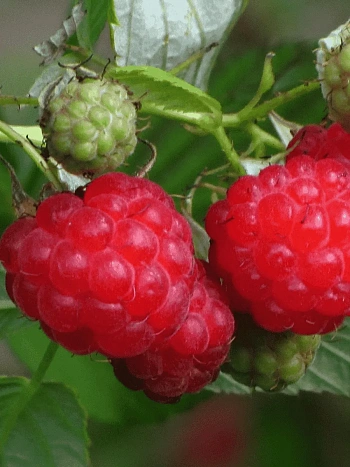 Малина обыкновенная Солнышко