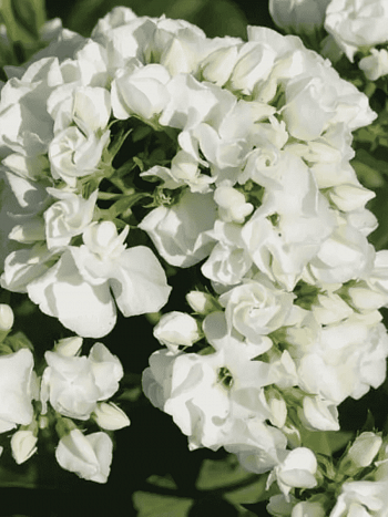 Флокс метельчатый Tiara