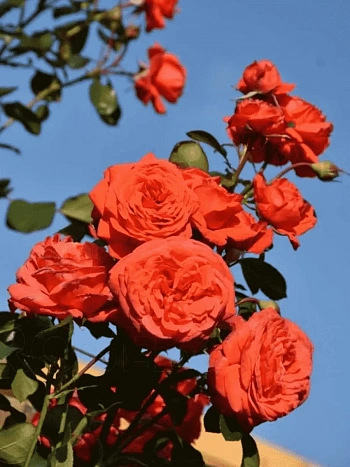 Роза плетистая Salita