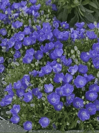 Колокольчик  карпатский Pearl Deep Blue