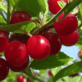 Вишня войлочная Детская