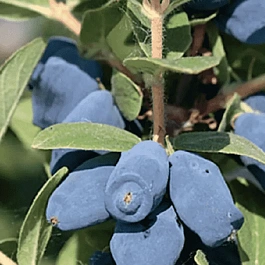 Жимолость плодовая Honey Bee