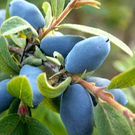 Жимолость съедобная Фиалка