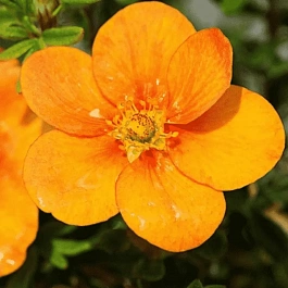 Лапчатка кустарниковая Tangerine