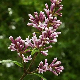 Сирень Венгерская