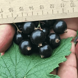 Смородина черная Нара