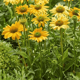 Эхинацея пурпурная Mellow Yellow