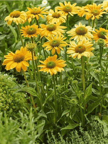 Эхинацея пурпурная Mellow Yellow