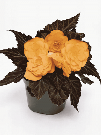 Бегония клубневая GO! Early Cherry Bronze Leaf