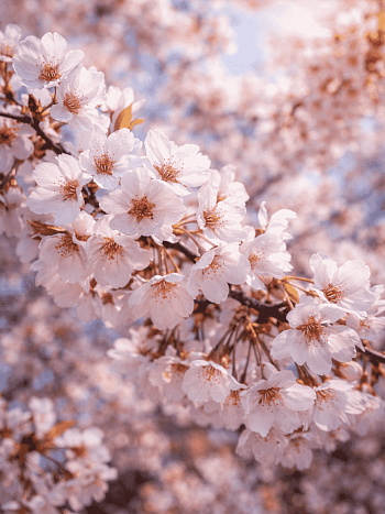 Вишня гибридная Hally Jolivette