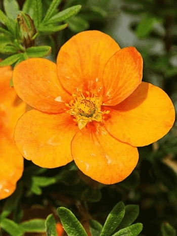 Лапчатка кустарниковая Tangerine