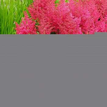 Астильба гибридная Юник Руби Ред