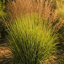 Молиния голубая Poul Petersen