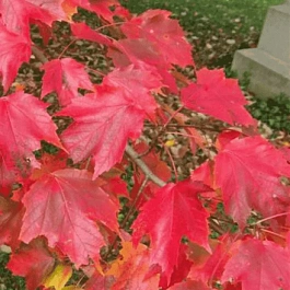 Клен красный Autumn Radiance