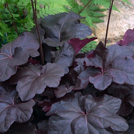 Гейхера гибридная Обсидиан