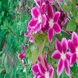 Клематис гибридный Hania