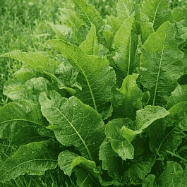 Хрен обыкновенный