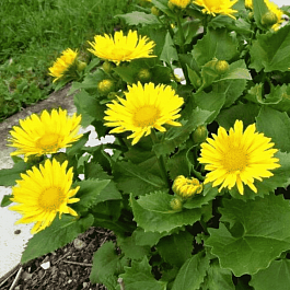 Дороникум восточный Little Leo