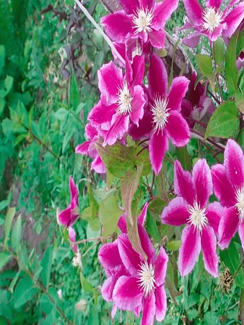 Клематис гибридный Hania