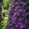 Клематис гибридный Etoile Violette