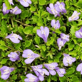 Мазус укореняющийся