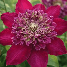 Клематис Temptation