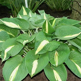 Хоста гибридная Анна Кульпа Хоста гибридная Анна Кульпа