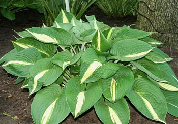 Хоста гибридная Анна Кульпа