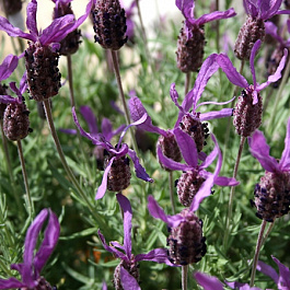 Лаванда широколистная Дарк Роялти