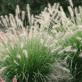 Пеннисетум лисохвостый