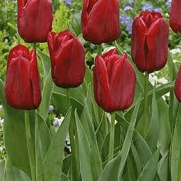 Тюльпан триумф Seadov