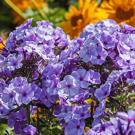 Флокс метельчатый Jeff Blue