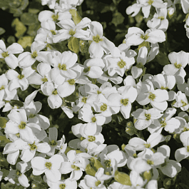 Аубриета Pixie Pearls