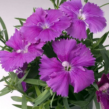 Гвоздика Диана Блюберри