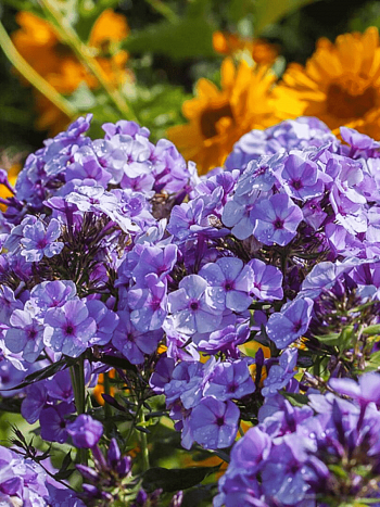 Флокс метельчатый Jeff Blue