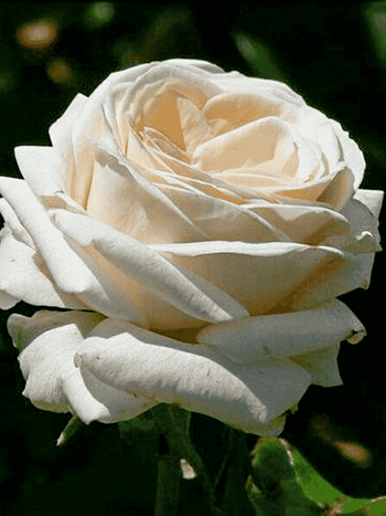 Роза чайно-гибридная Mythos