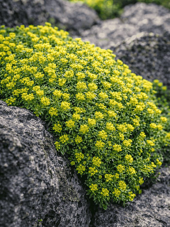 Азорелла трехвильчатая