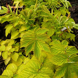 Лабазник вязолистный Ауреа Лабазник вязолистный Ауреа