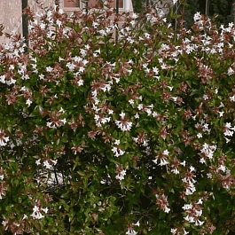 Абелия Мосанская