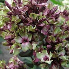 Флокс метельчатый Green Lady