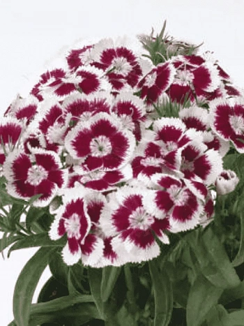 Гвоздика турецкая Red Picotee