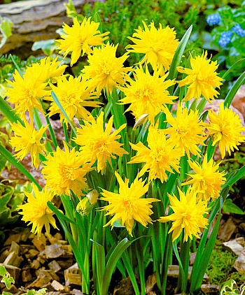 Нарцисс махровый Рип ван Винкль