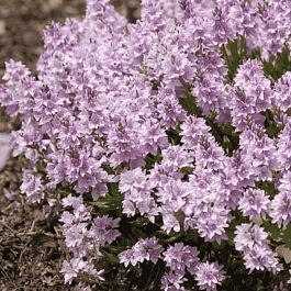 Вероника простёртая Mrs Holt