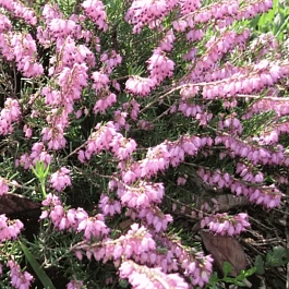 Эрика Atrorubra